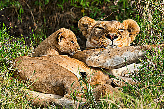 雌狮,幼兽,马赛马拉,肯尼亚,非洲