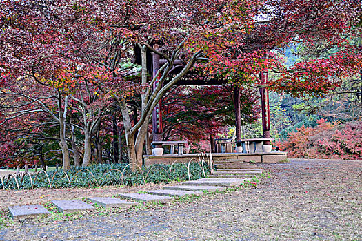 杭州太子湾公园秋景枫树