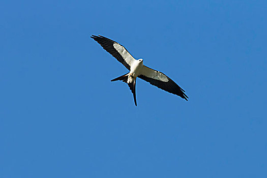 鸢,飞行,保存,州立公园,佛罗里达,美国