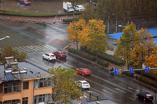 山东省日照市,立冬节气风雨交加,落叶缤纷铺满路面成靓丽风景,气象部门连续发布寒潮大风预警信号