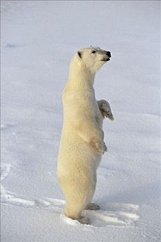 北极熊,站立,丘吉尔市,曼尼托巴,加拿大