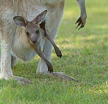 大灰袋鼠,灰袋鼠,女性,幼兽,国家公园,新南威尔士,澳大利亚