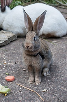 可爱,兔子,户外