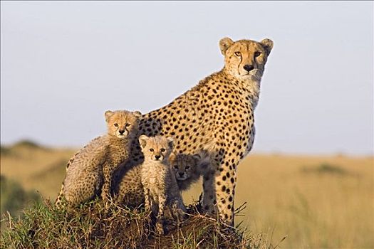印度豹,猎豹,母兽,星期,老,幼兽,马赛马拉,自然保护区,肯尼亚