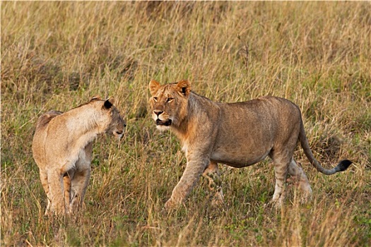 非洲狮,雌狮,麦赛-玛拉国家公园,肯尼亚