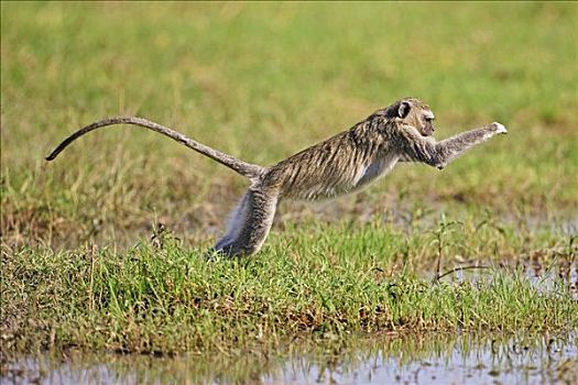 长尾黑颚猴,跳跃,上方,河流,莫瑞米,国家公园,奥卡万戈三角洲,博茨瓦纳,非洲