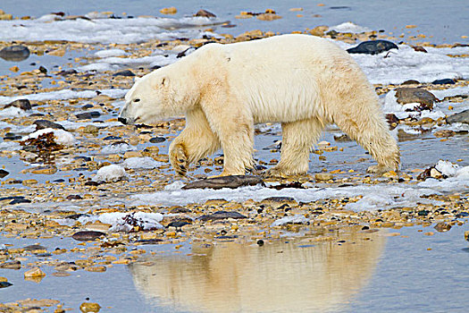 北极熊,走,边缘,哈得逊湾,退潮,丘吉尔市,野生动物,管理,区域