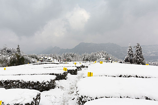 茶山风光