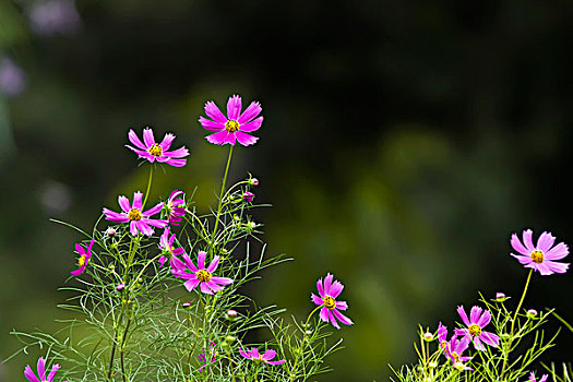 波斯菊