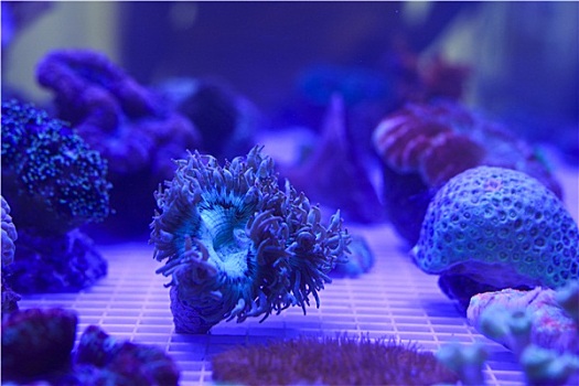 珊瑚,水族箱