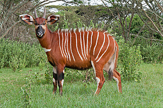 山,羚羊,捻角羚,女性,局部,人工哺育,栖息地,肯尼亚山,肯尼亚