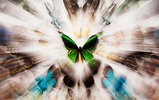 聚焦,绿色,蝴蝶,图像,围绕