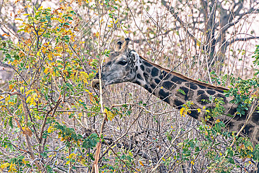 博茨瓦纳,乔贝国家公园,长颈鹿,啃,枝条