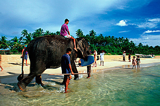 斯里兰卡,海滩,大象,旅游