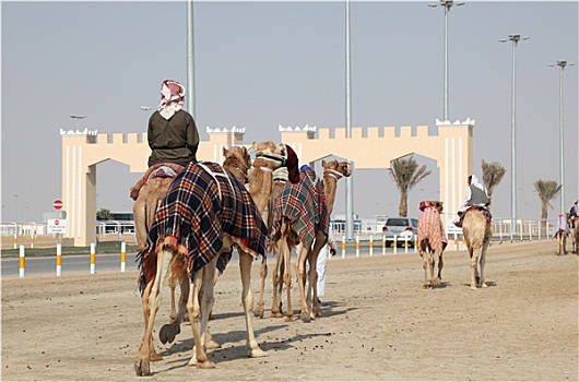 比赛,骆驼,途中,赛道,多哈,卡塔尔