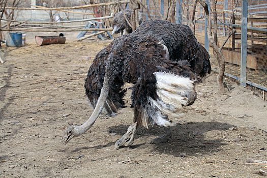 新疆哈密,养殖鸵鸟