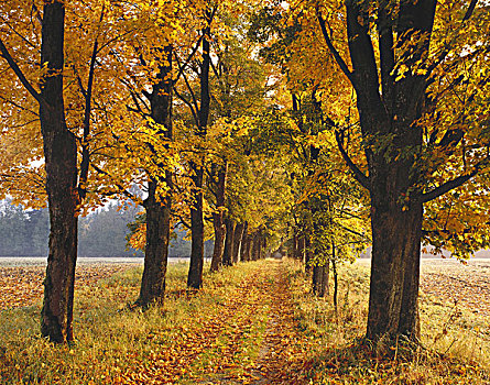 枫树,道路,秋天