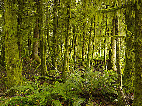 茂密,树林,不列颠哥伦比亚省,加拿大