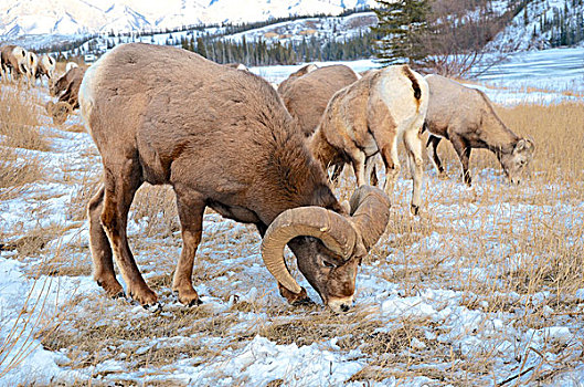 落基山,大角羊,碧玉国家公园,艾伯塔省,加拿大,放牧,靠近,公路,冬天,浏览,旁侧,阿萨巴斯卡河