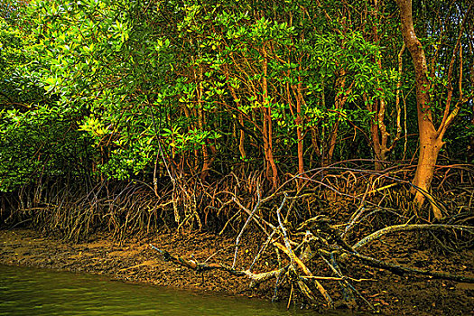 泰国红树林