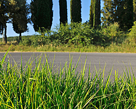 草,路边,夏天,锡耶纳省,托斯卡纳,意大利