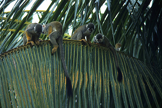 亚马逊河,松鼠猴,树荫,雨林
