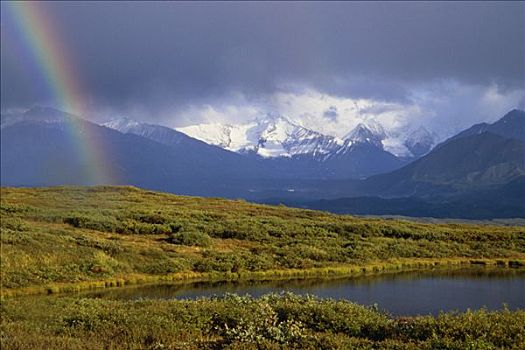 彩虹,形态,上方,苔原,水塘,德纳里峰国家公园,背景,室内,夏天