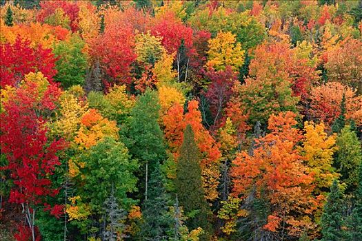 秋色,河,新布兰斯维克,加拿大