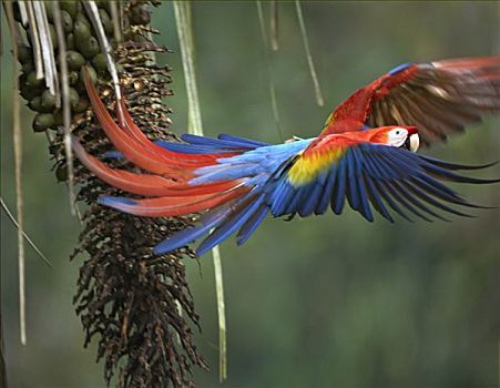 绯红金刚鹦鹉,飞,哥斯达黎加