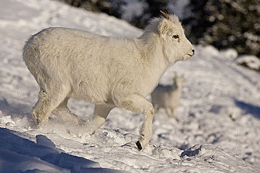 绵羊,白大角羊,羊羔,育空,加拿大