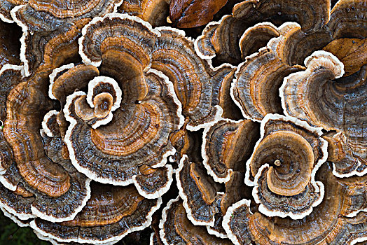 蘑菇,黑森州,德国,欧洲