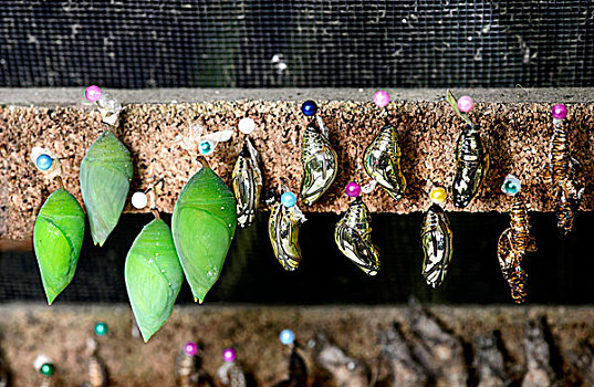 蝴蝶,孵化,盒子,左边,右边,普通,海湾,豹纹蝶,安第斯,雾林,厄瓜多尔,南美