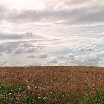 温暖,色彩,地点,雏菊,前景,多云,但是,鲜明,天空,向上,两个,图像,场所,战斗,博伊奈,罗斯,爱尔兰,2007年