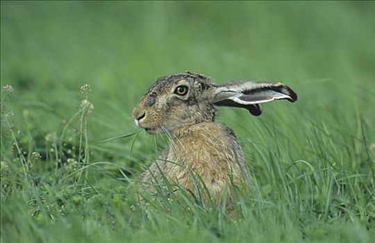 欧洲野兔,吃,草