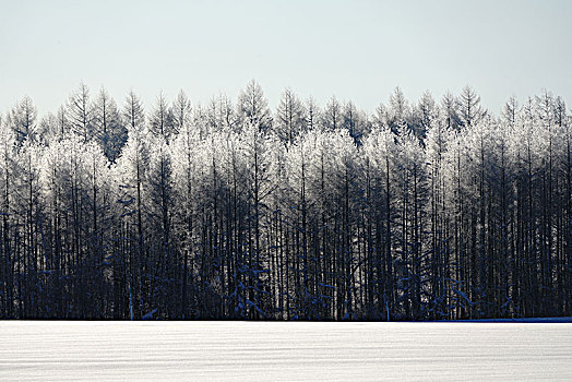 白桦,冬天