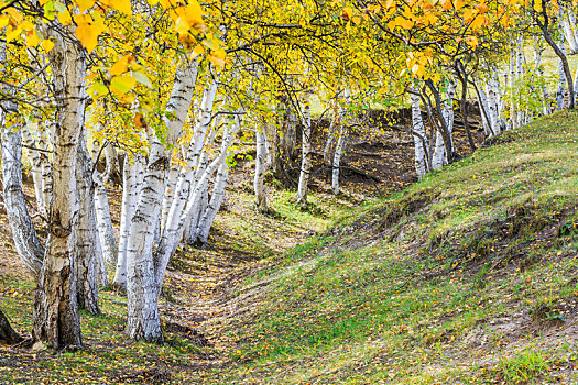 秋天乌兰布统草原金黄色的白桦林,内蒙古自治区克什克腾旗