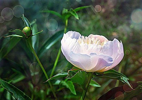 花,白色,牡丹,绿叶