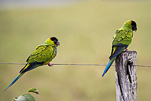 长尾鹦鹉,栅栏柱,潘塔纳尔,南马托格罗索州,巴西,南美