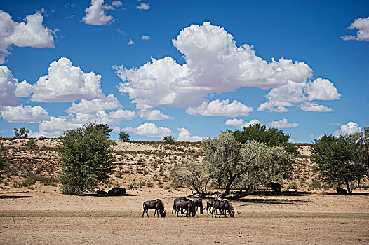 角马,公园,南非