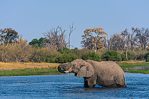 博茨瓦纳,奥卡万戈三角洲,大象,非洲象,喝