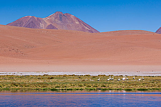 智利,阿塔卡马沙漠,泻湖,火烈鸟