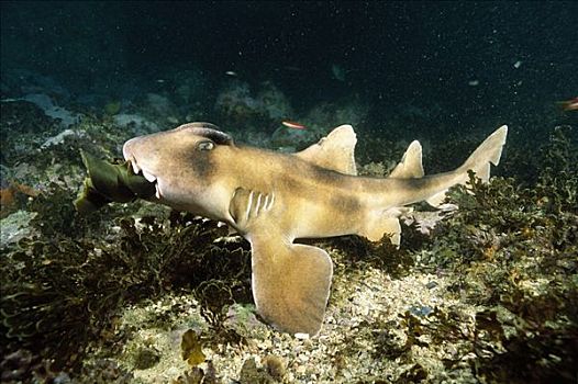 鲨鱼,咀嚼,新鲜,物种,新南威尔士,澳大利亚