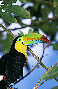 巨嘴鸟,哥斯达黎加