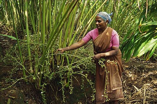 印度女人,挑选,豆蔻籽荚,农作物