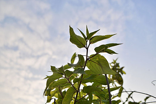 野生植物