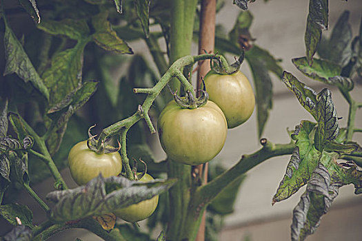 青蕃茄,农作物,绿色植物
