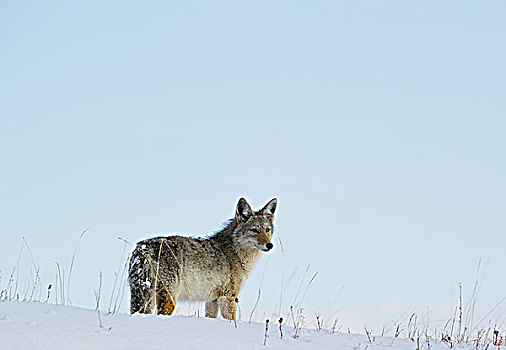 丛林狼,犬属,雄性,西南方,艾伯塔省,加拿大