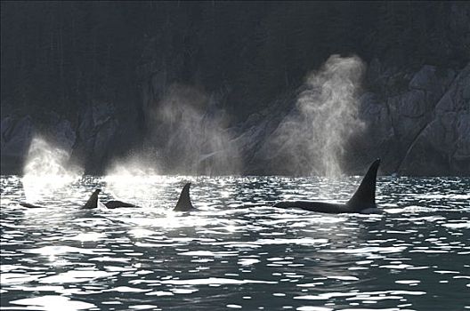逆戟鲸,三个,喷涌,东南阿拉斯加