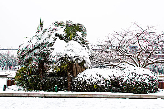 雪景