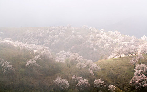 花海